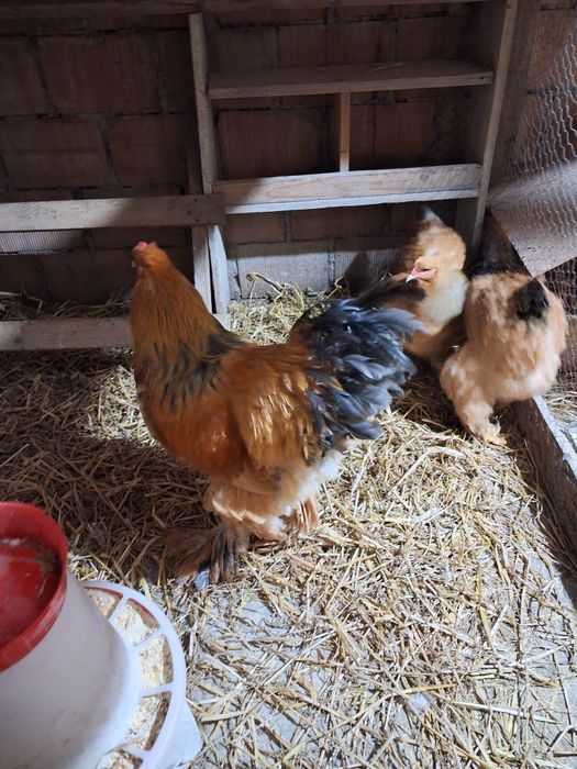 Vand oua incubatie brahma columbia /albastru