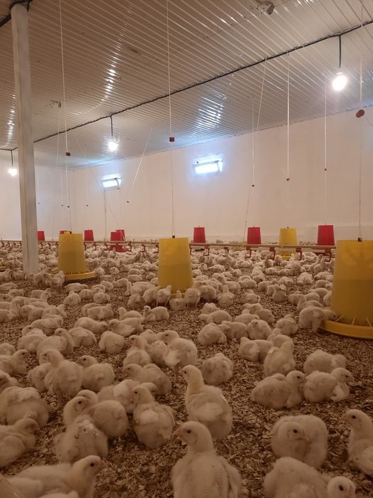 Бройлеры Росс 308