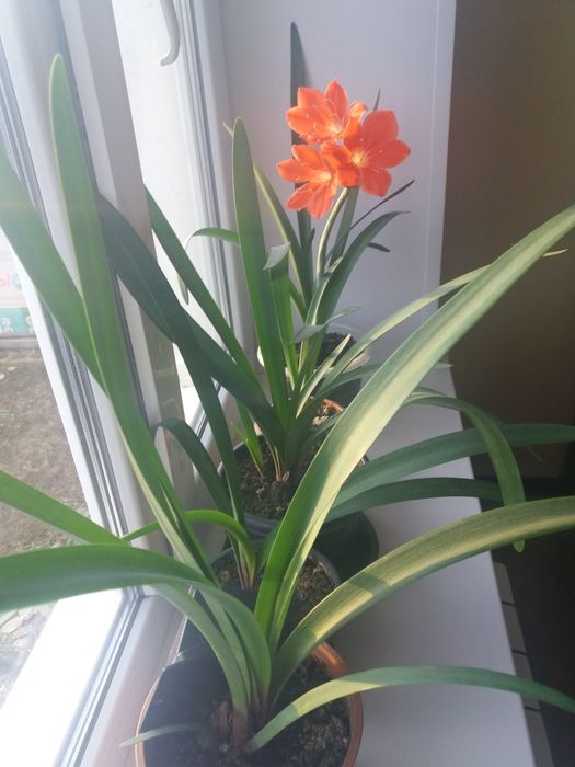 Комнатные цветы валотта