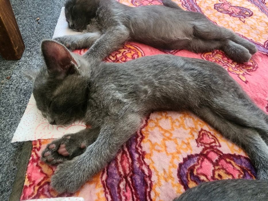 Mushuk sotiladi sort "beloruski"