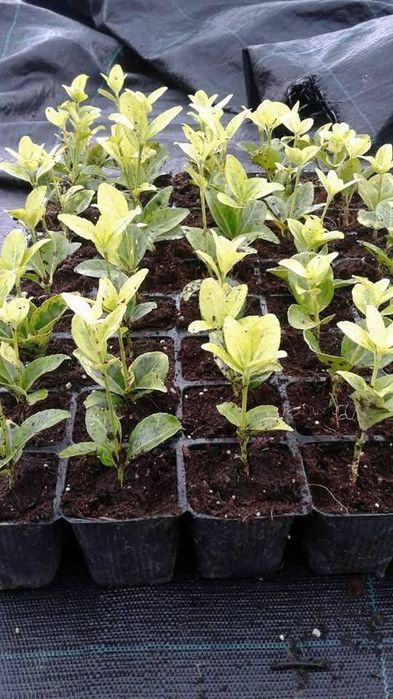 Clipsurile pentru palisare .Clips tomate.clips legume .