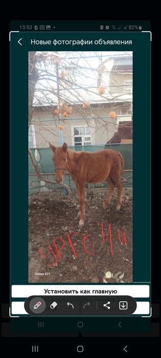 От той эркак 2 та ургочи 1 та