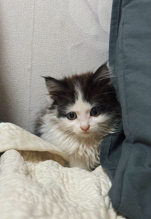 Отдам котенка девочка