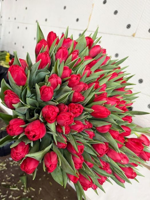 Голландские тюльпаны