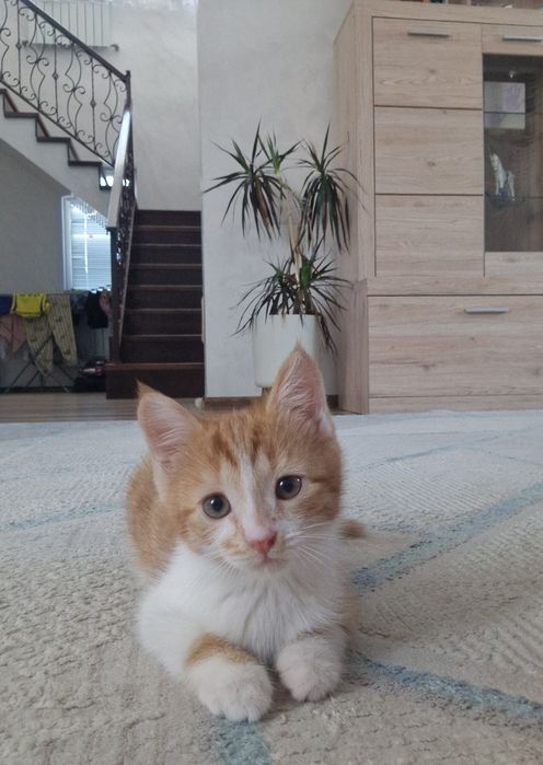 Отдам котят бесплатно