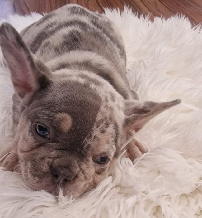 Bulldog Francez  merle