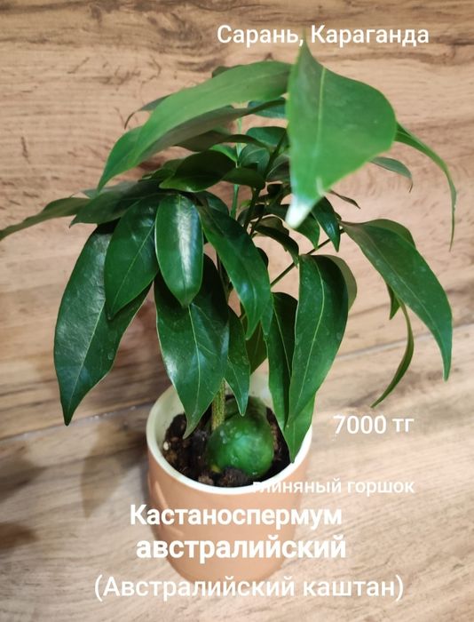 Шефлера разная, Каштан