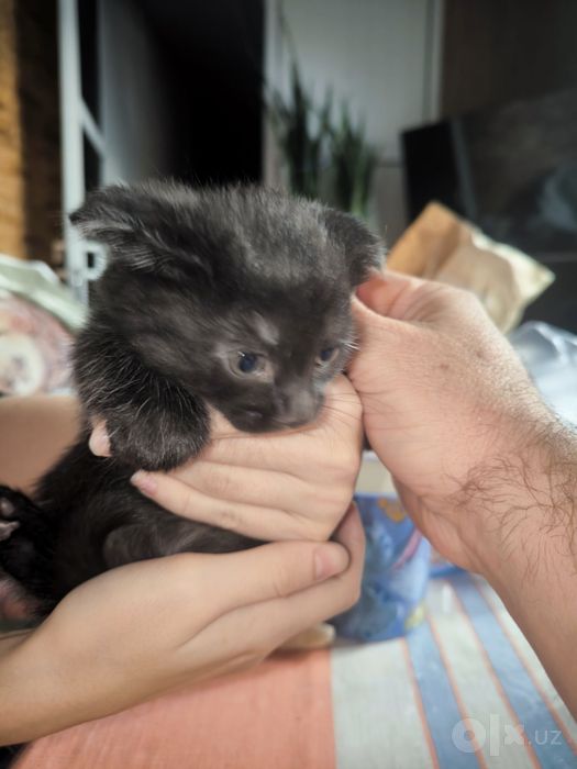 Вислоухий котенок скотиш фолд