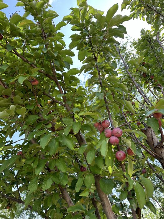 Частный дом в Касымбек Датка (Советский). Срочно.