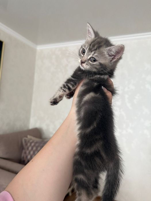 Шотландский котенок