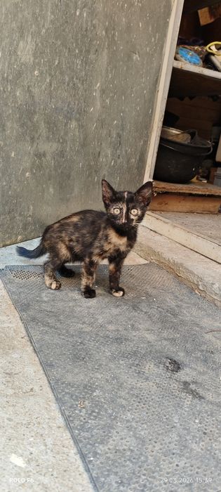 Ofer spre adopție