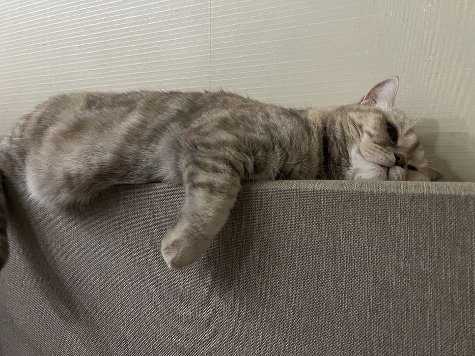 Отдам бесплатно кошку
