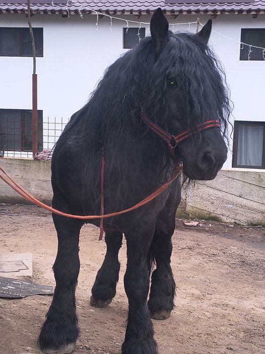 Armăsar de vânzare sau schimb