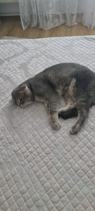 Кот для вязки  ищет себе кошку