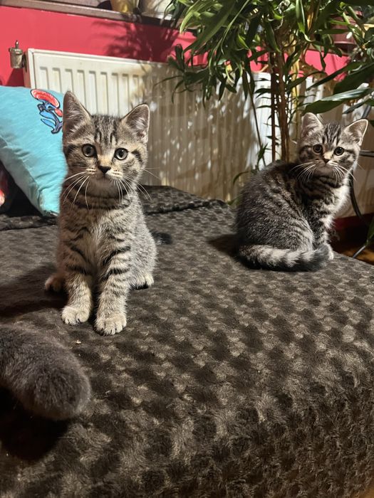 Британско късокосместо момче