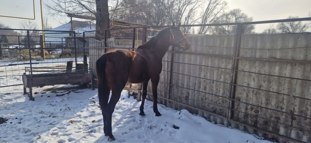 Английский жеребец