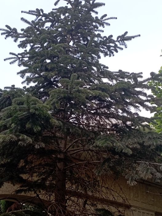 Archa kesish dorilash xizmati agranom