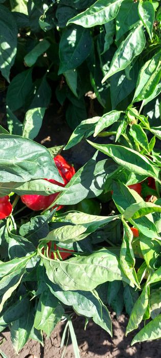 Bihar si Meteorit de vânzare F1 ,Luciu ialomita