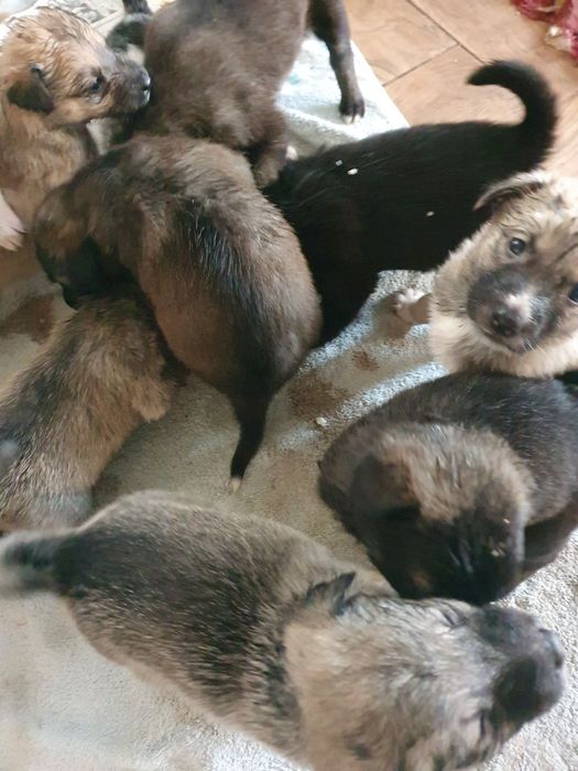 Щенки в добрые руки