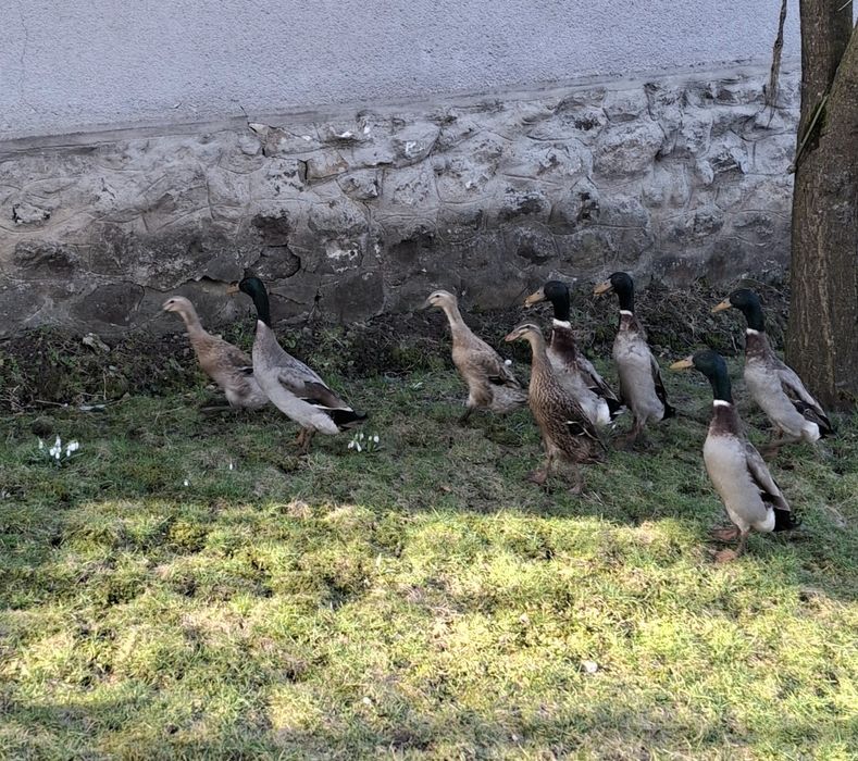 De vânzare:  rațe indiene alergătoare