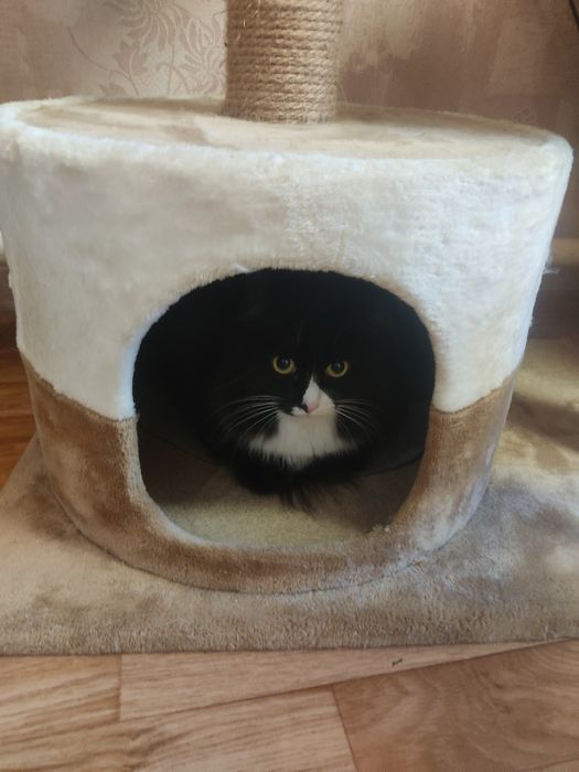 Домик для кошки в отличном состоянии