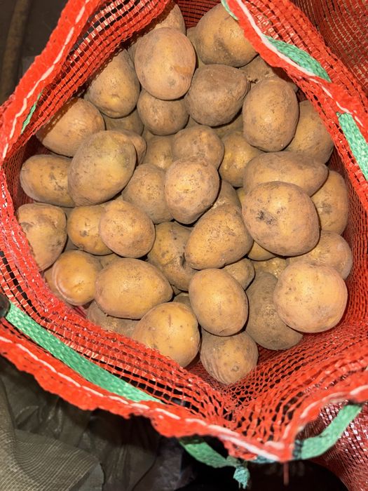 Картошка средняя