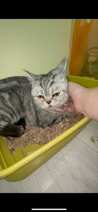 Британский кошка