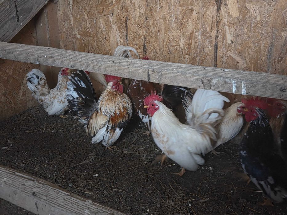 Vand gaini pitice si porumbei.