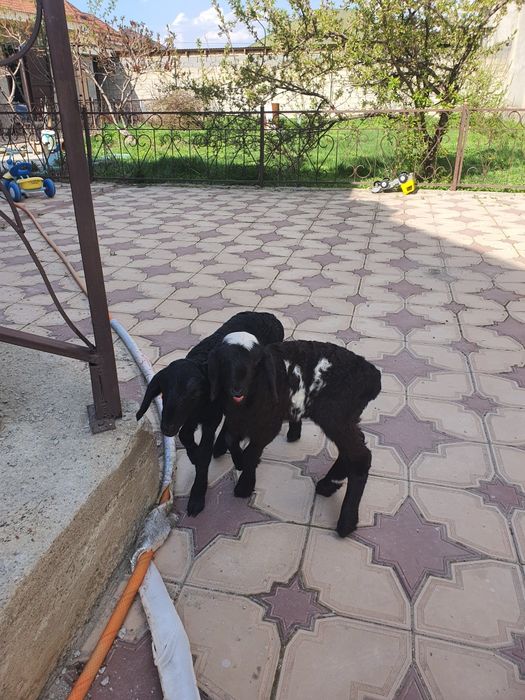 Козылар 1-айлык продаю