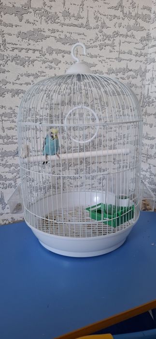 Папугай сатылады.