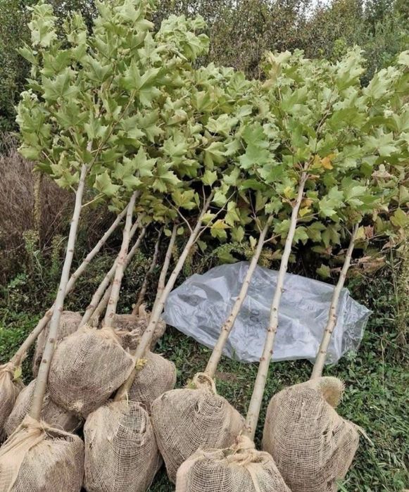 Platan englezesc 2m - 5m livram oriunde in tara fara avans