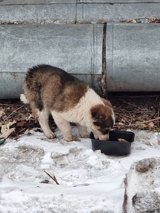 Ищем заботливых хозяев