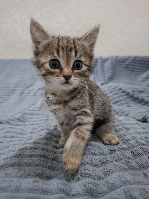 Отдам котят в добрые руки