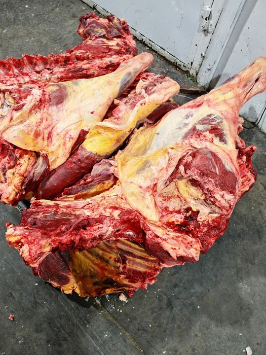 Мясо говядины конины