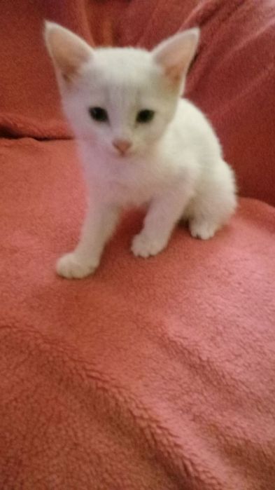 Продаются котята!