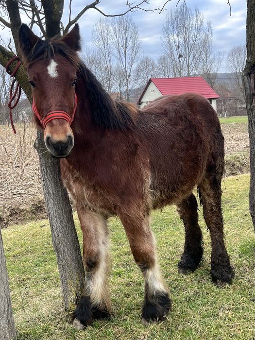 Manz ardenez  de vanzare