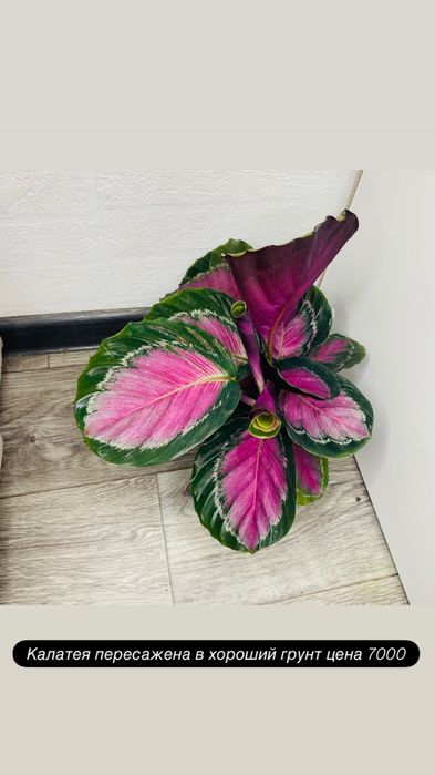 Продам взрослые комнатные цветы