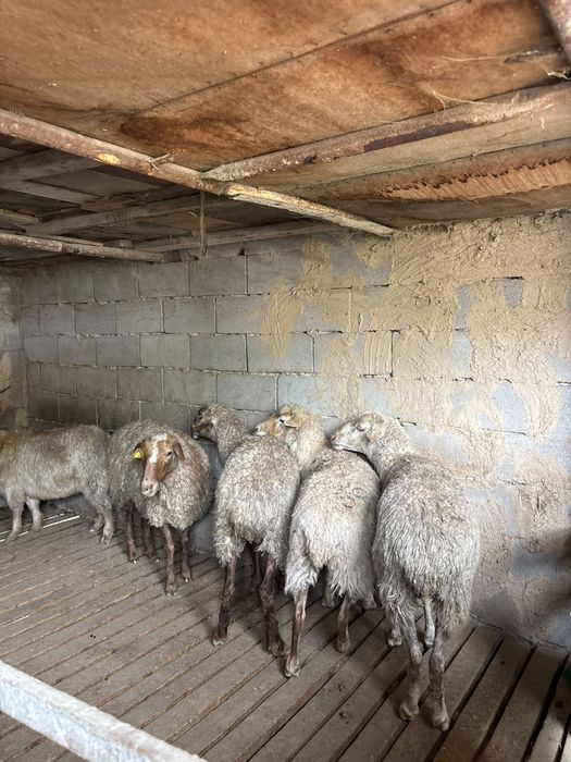 Продаётся бараны