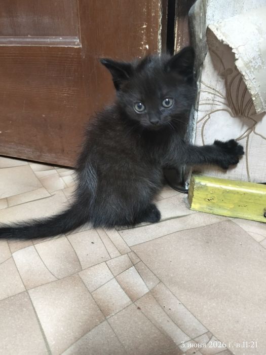 Отдам котёнка мальчика