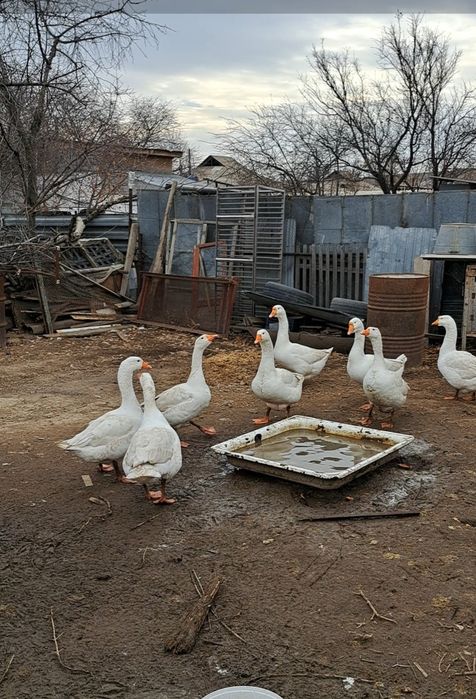 Продам крупных гусей