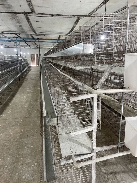 tovuq katak qafas tuxum kletka