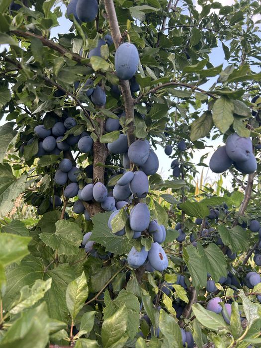 Pomi fructiferi ai vita de vie