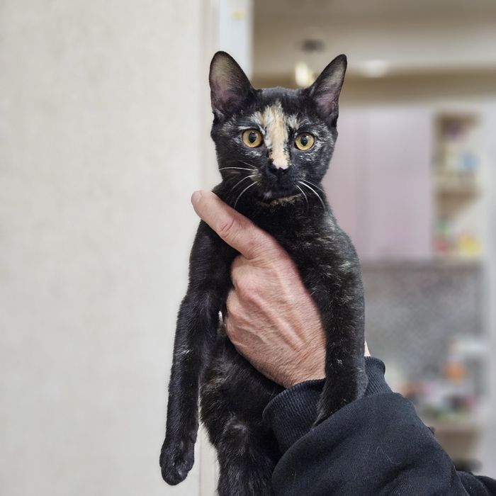 Нейти ищет любящий дом! Ташкент!