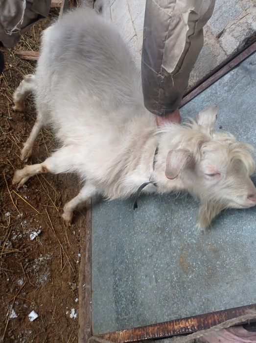 Зааненский козел