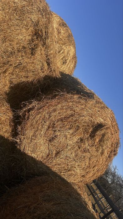 Vand baloti rotunzi de lucerna si de otava