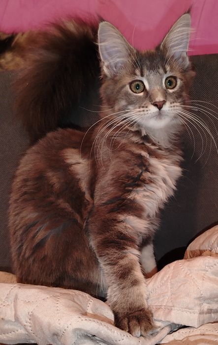 Baitel,rasa pura Maine Coon