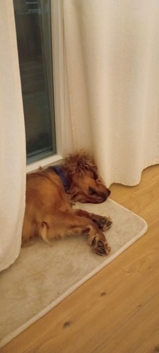 Мъжки кокер шпаньол на 1 година.