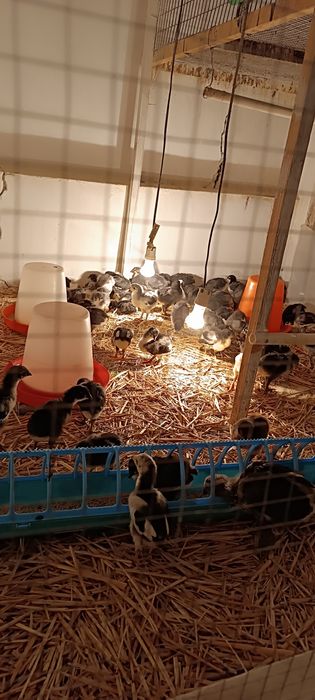 Продаю циплят джерси