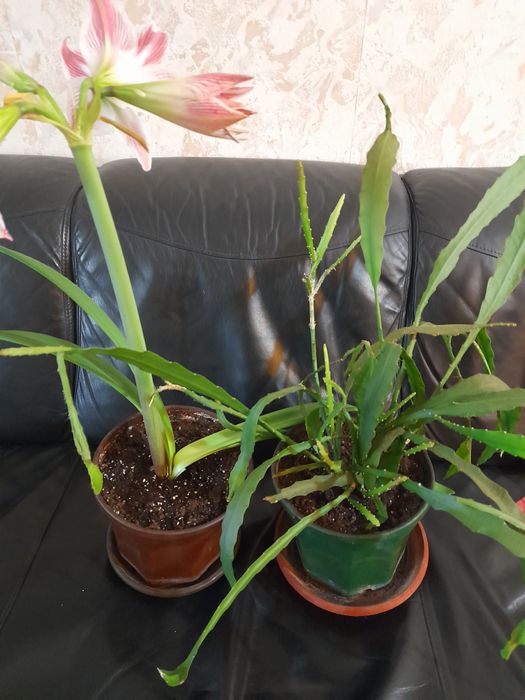 Красиви нежни цветя