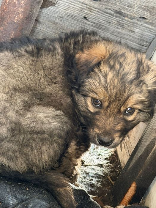 Продам двое щенков